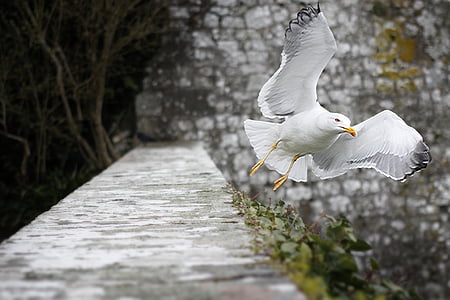 selective focus photography of ring-billed gull
