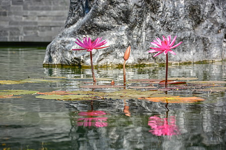 two pink flowers in water