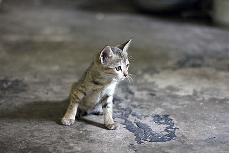 closeup photography of grey tabby kitten