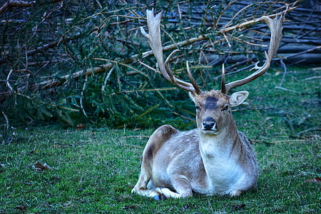 reindeer laying on grass