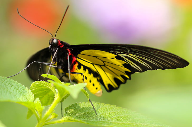 black and yellow butterfly on green leaf