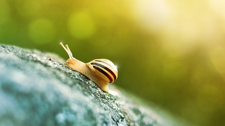 macro photography of beige snail