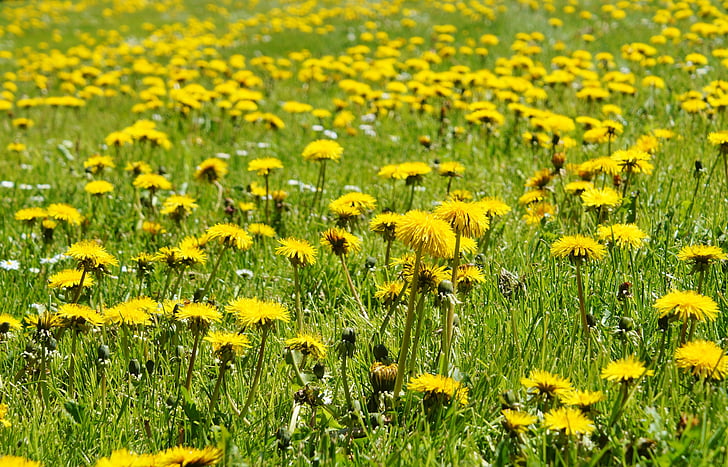 yellow dandelion field