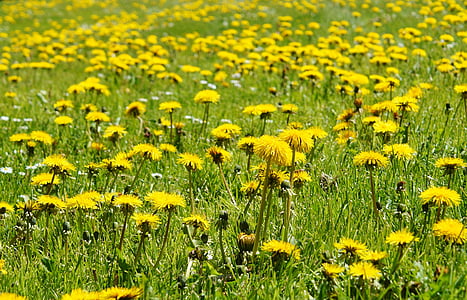yellow dandelion field