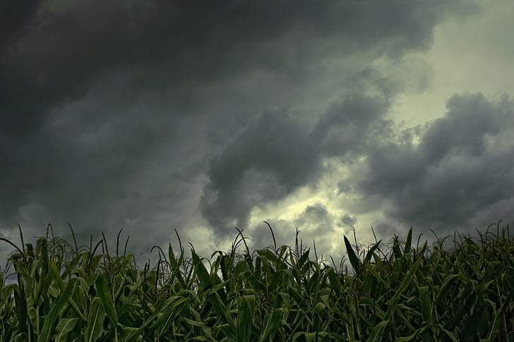 clouds above green corn plant panoramic photography