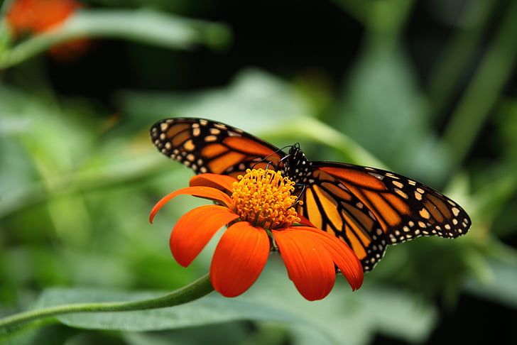 monarch butterfly perched on red petaled flower in closeup photography