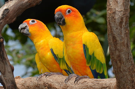 selective focus photography of two sun parakeets