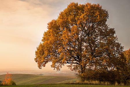 yellow leaf tree on hill at sunset