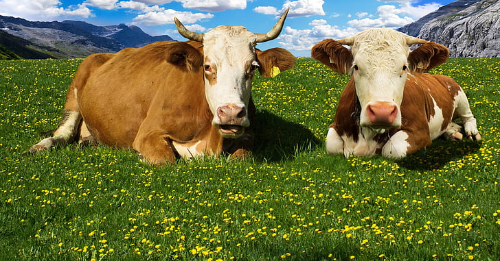 two brown-and-white cows on grass fields