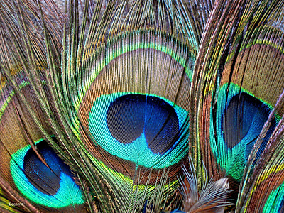 pen, color, plumage, bird, peacock, feather