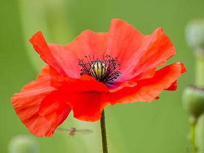 red poppy flower selective focus photography