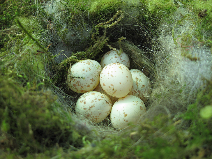 photo fo eggs in nest