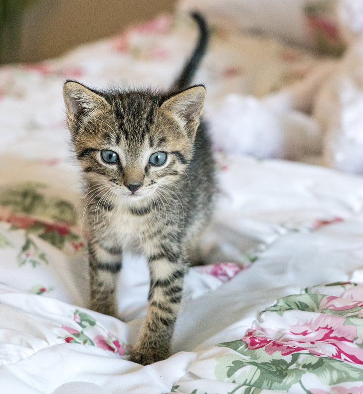 silver tabby kitten on comforter