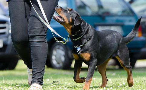 person walking on the green grass field with the Rottweiler dog
