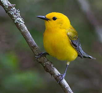 Prothonotary warbler perched on branch during daytime