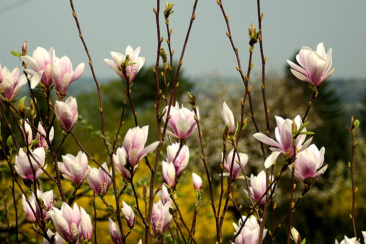 pink Chinese magnolias in bloom at daytime