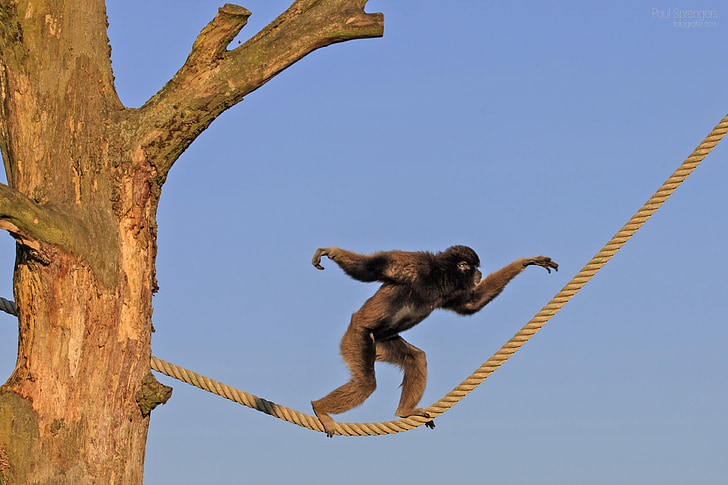 black monkey walking on yellow rope during daytime