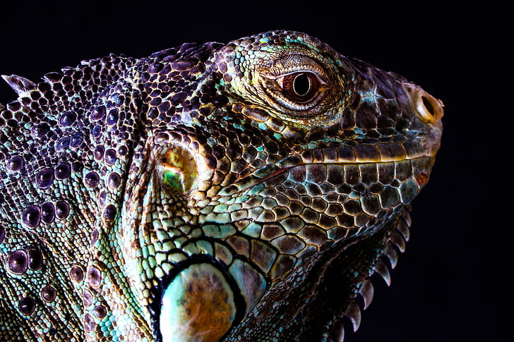 close up photo of iguana face