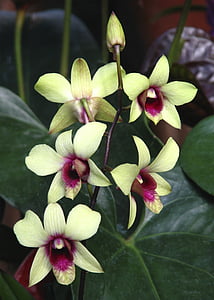 beige-and-purple orchid flowers