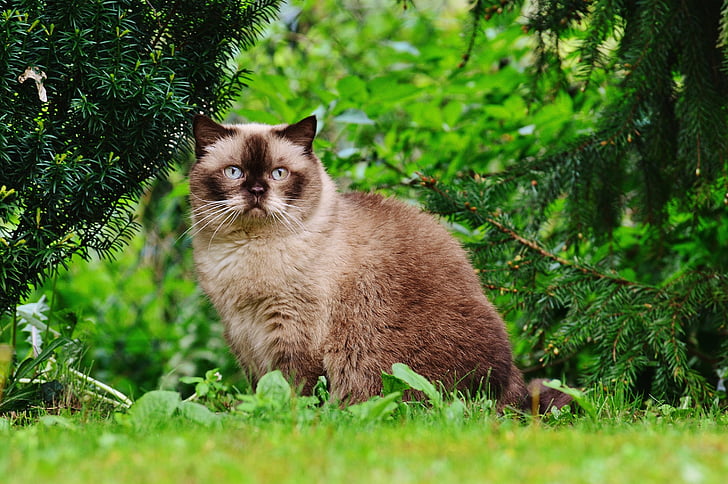 brown cat near tree branches during daytime
