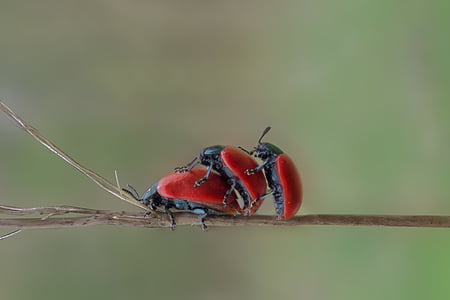 three red beetles perched on brown stem in closeup photography
