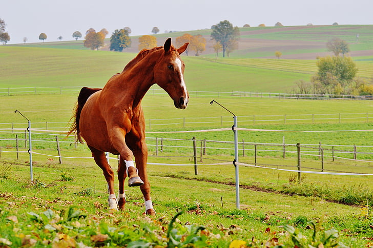 brown horse running on green grass field during day