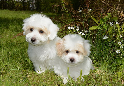 puppies coton tulear, dog, animal, cotton tulear, white, petit