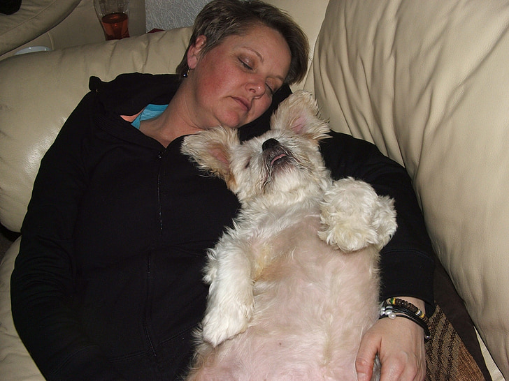 woman and adult West Highland white terrier sleeping on sofa