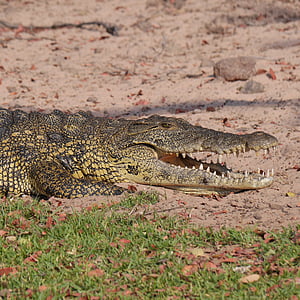 brown crocodile on brown surface