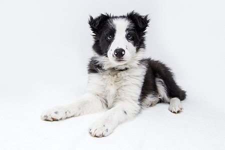 short-coated black and white puppy
