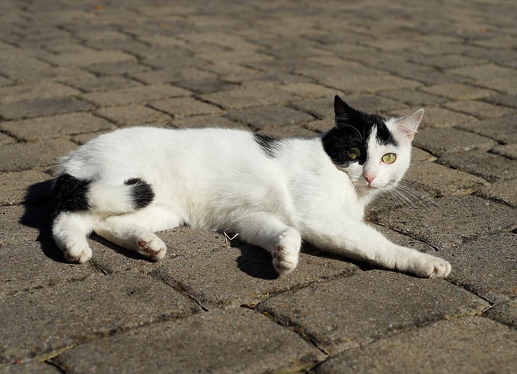 white and black cat lying on concrete surface