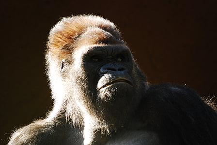 gray gorilla looking up