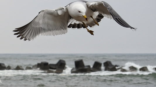 seagull flying near rock formation at daytime