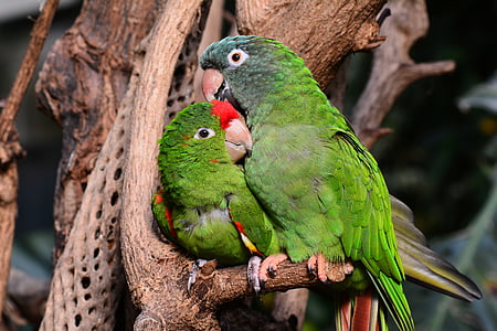 two red-crowned parrots perched on tree