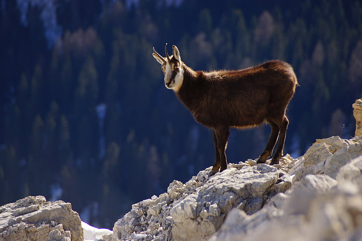 wildlife photography of brown and white mountain goat