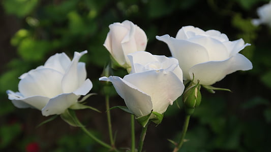 selective focus photography of white roses