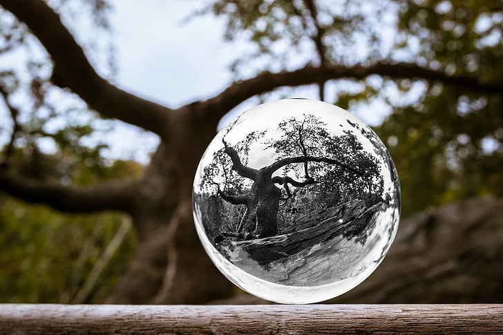 selective focus photo of glass globe reflecting tree with leaves at daytime