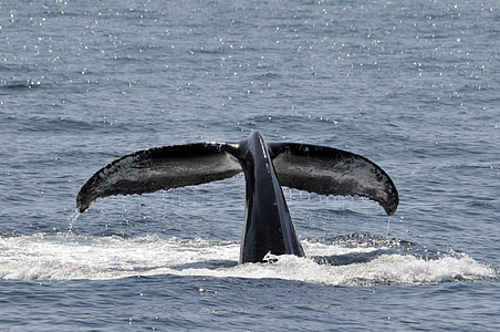 black whale tail