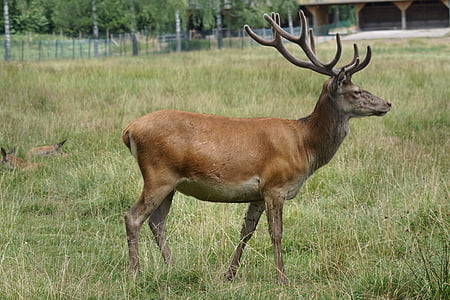 brown deer standing on grass at daytime