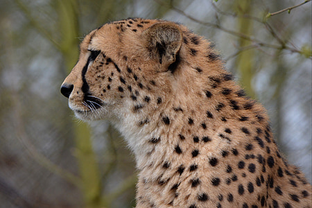 closeup photo of cheetah
