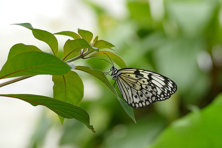 shallow focus photography white and black butterfly on top of green leafe