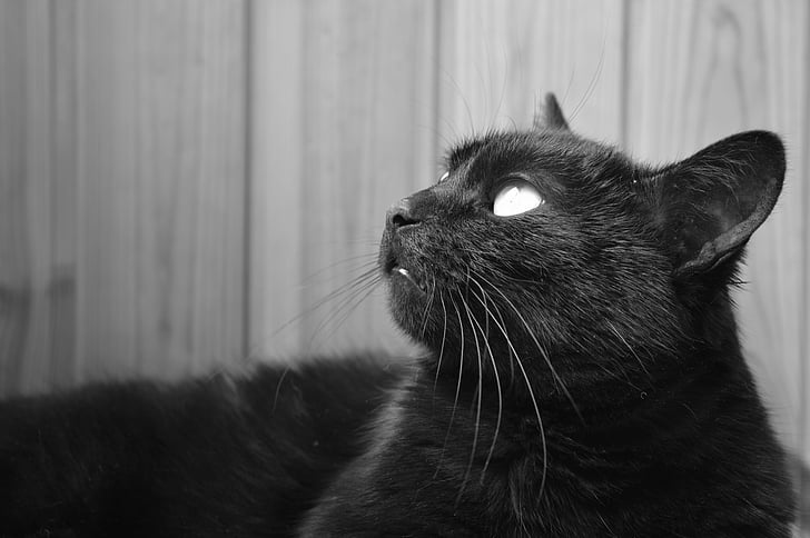 black cat looking upward grayscale photography