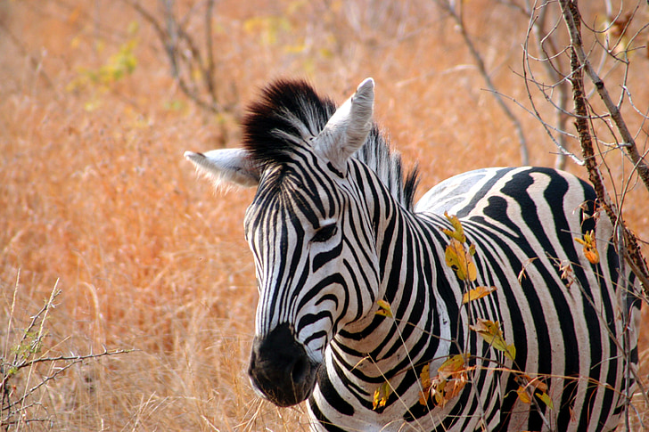 wildlife photograph of zebra