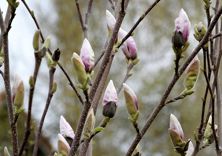 pink magnolias closeup photography