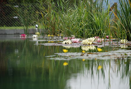 selective focus photography of waterlilies on lake