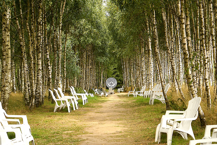 white wooden chairs surrounded with trees