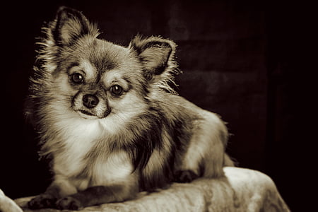 Chihuahua puppy greyscale photography