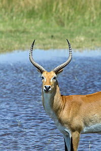 brown antelope near body of water