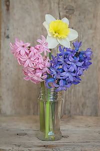 two pink and purple Hyacith and Daffodil flowers in clear glass bottle