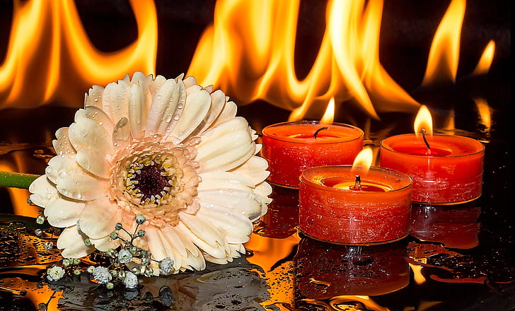 peach-colored Gerbera daisy flower with water droplets beside three red lighted tealight candles